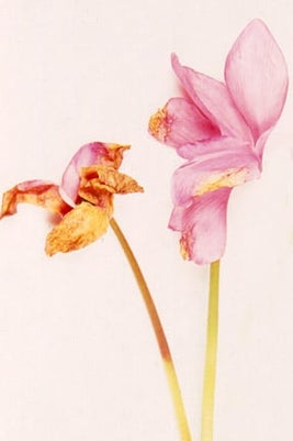 Grey mould attacking cyclamen flowers. Image: Image: 911, Horticultural Science