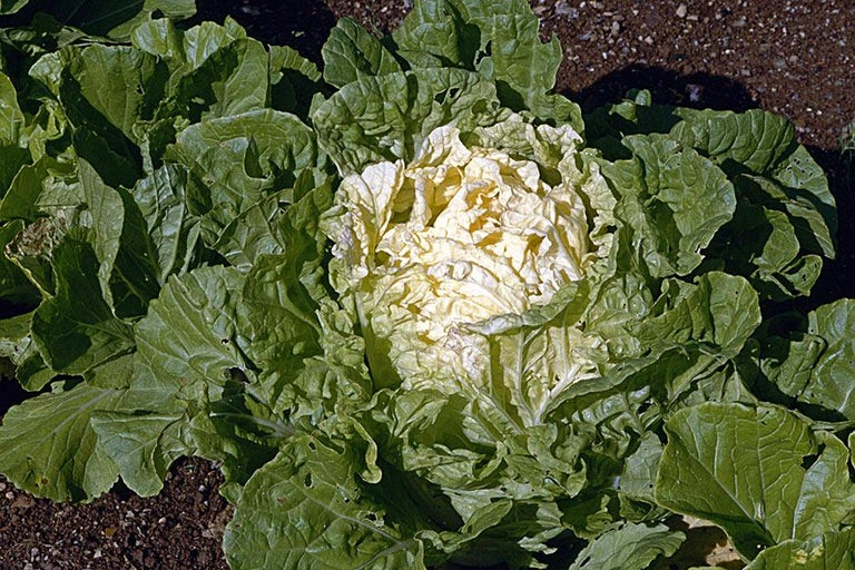 Buy chinese cabbage at RHSplants.co.uk