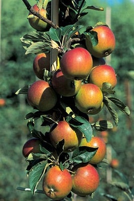 Heavy crops follow light crops when apples get into a pattern of biennial bearing. Image: 911±¬ÁÏ