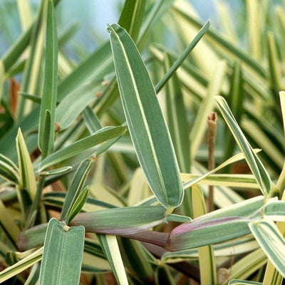 Stenotaphrum secundatum ‘V𲵲ٳܳ’