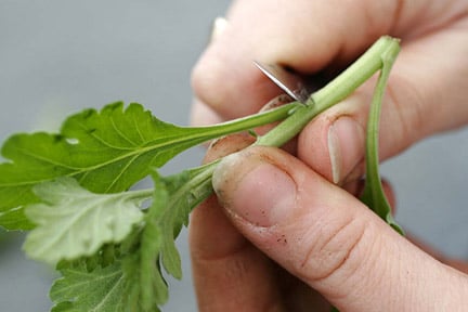 Taking softwood cuttingson Chrysanthemum. Image: Neil Hepworth/911±¬ÁÏ