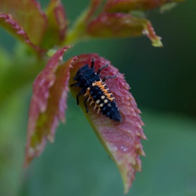 A ladybird larva