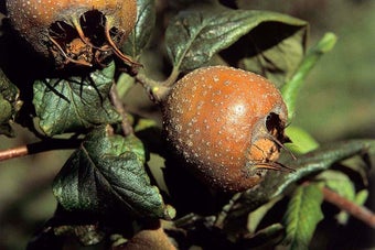 How to grow medlars