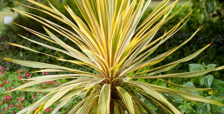 Cordyline