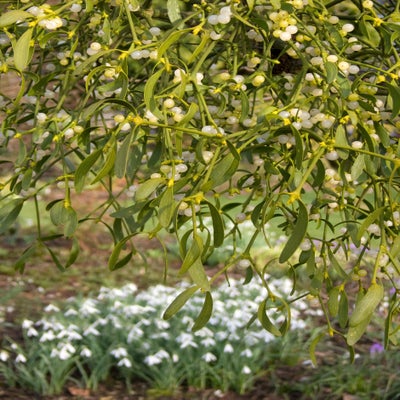 Female plants carry berries from November to March