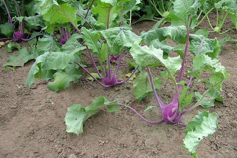 Buy kohlrabi at RHSplants.co.uk