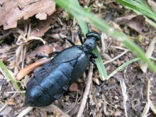 Native and non-native plants for ground-active invertebrates