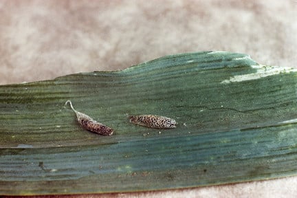 Leek moth <i>Acrolepiopsis assectella</i>