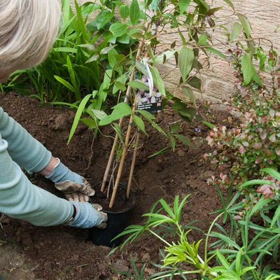 Planting in a wall-side border