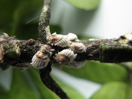 Fluted scales with egg mounds on <i>Choisya</i>.
