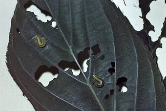 Winter moth caterpillars