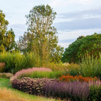 Plants for drought prone gardens: pink and white