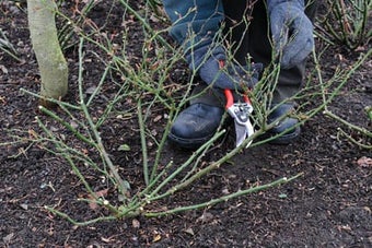Rose pruning: groundcover roses