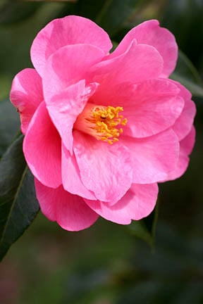 Camellia problems: frequently asked questions