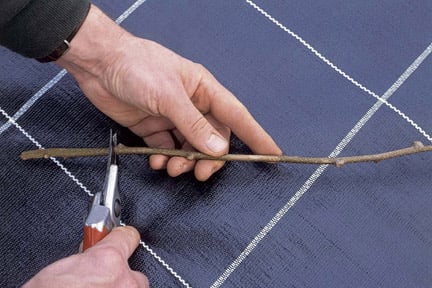 Climbers: taking cuttings