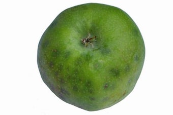 Bitter pit in apples