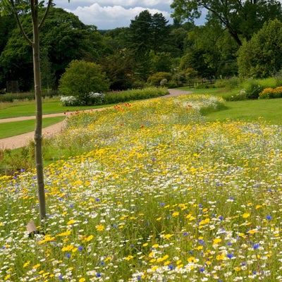 Cut your meadow at the right times to ensure the flowers flourish