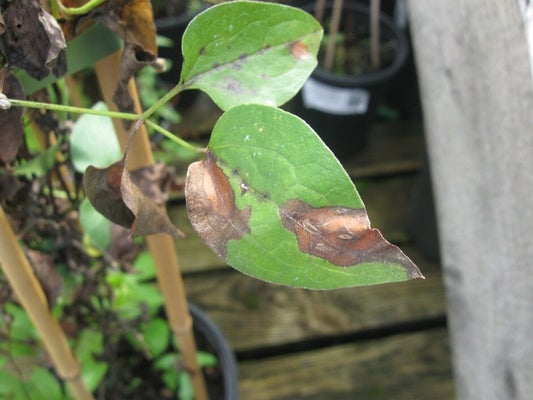 Leaf spots caused by the clematis wilt fungus. Image: John Scrace