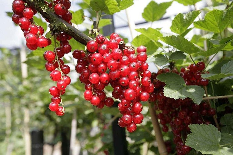 Buy redcurrants at RHSplants.co.uk