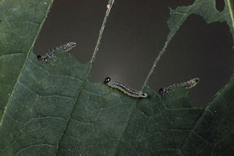 Aruncus sawfly