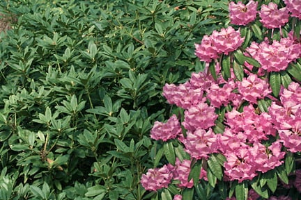 A non-flowering rhododendron next to its blooming neighbour. Credit: 911±¬ÁÏ Advisory.