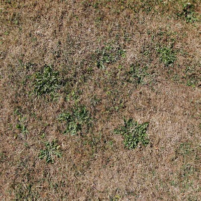 Drought can cause temporary brown patches in a lawn
