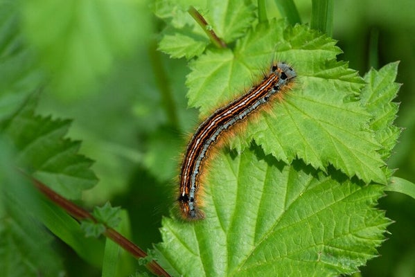 Lackey moth caterpillar (<EM>Malacosoma neustria</EM>) Georgi Mabee/ 911±¬ÁÏ
