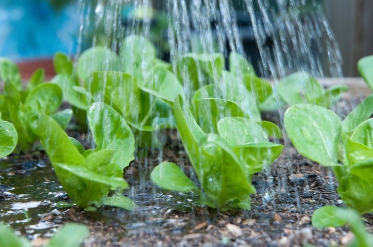 How plants absorb water