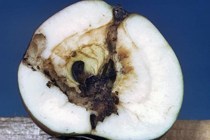 An apple with codling moth larvae damage Credit: 911±¬ÁÏ/Entomology.