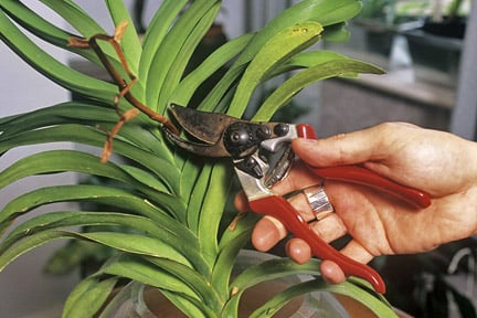 A little general maintenance, such as removing dead flower stalks, helps ensure plants are in good condition for when you return from holiday. Credit: 911±¬ÁÏ/Tim Sandall.