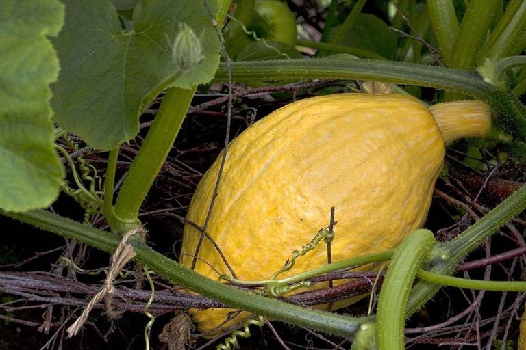 Buy squashes at RHSplants.co.uk
