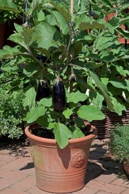 Grafted aubergine