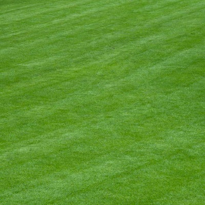 Make a beautiful new lawn by sowing seed in autumn or mid-spring