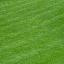 Make a beautiful new lawn by sowing seed in autumn or mid-spring