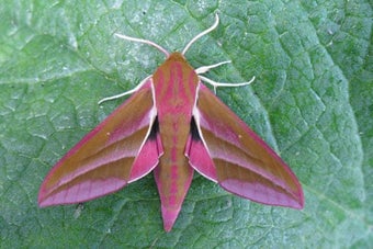 Moths in your garden