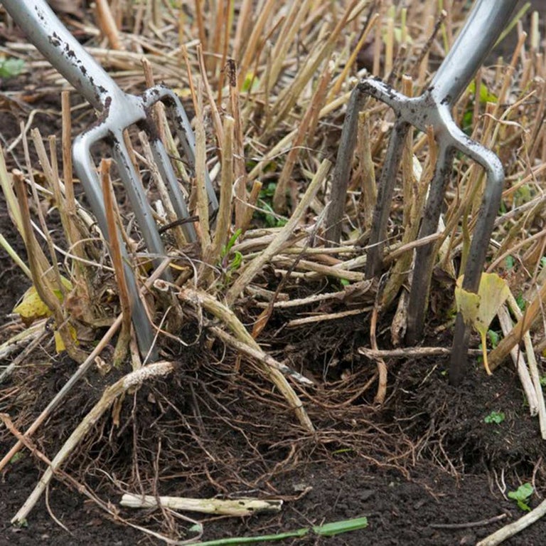 Perennials: dividing