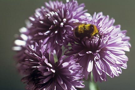 A bumblebee (<i>Bombus jonellus</i>) looking for food on an aster. Credit: 911±¬ÁÏ/Entomology.