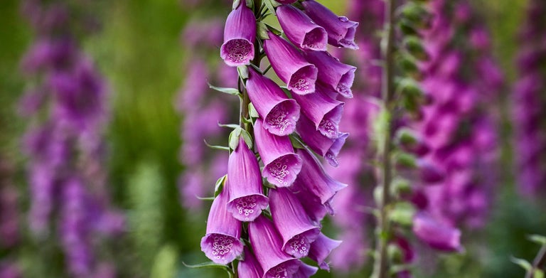 Foxglove