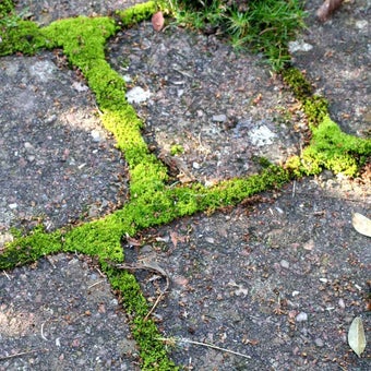 Algae, lichens, liverworts and mosses on hard surfaces