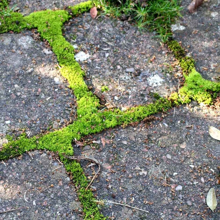 Algae, lichens, liverworts and mosses on hard surfaces