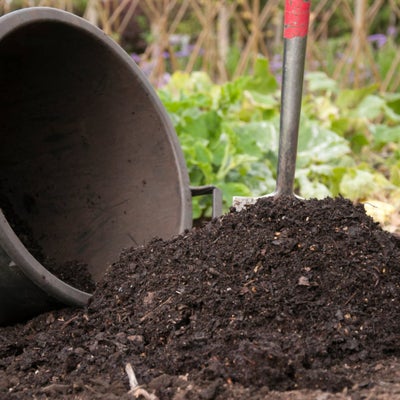 Leafmould being used as a mulch