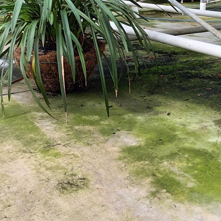 Algae, liverworts and mosses on greenhouses