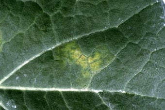 Brassica downy mildew