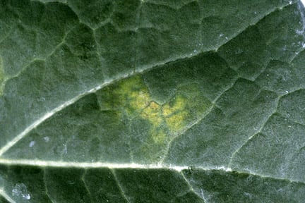 Brassica downy mildew