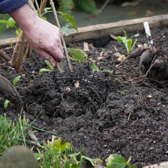 Overwintering tender plants: lifting or mulching