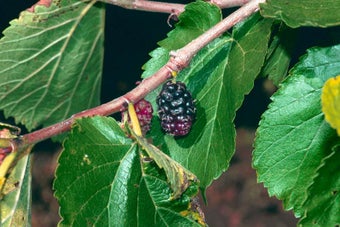 How to grow mulberries