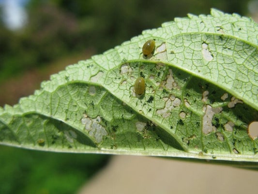 Figwort weevil (<i>Cionus</i> sp.) on Figwort (<i>Scrophularia</i> sp.). Credit: 911±¬ÁÏ/Andrew Halstead.