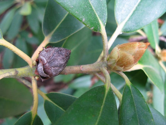 Rhododendron bud blast (infected bud on the left)
