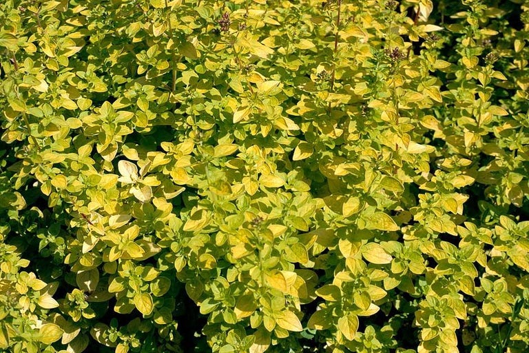 Buy marjoram at RHSplants.co.uk