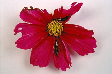 Earwigs and the damage caused to a cosmos flower. Credit: RHS/Entomology.